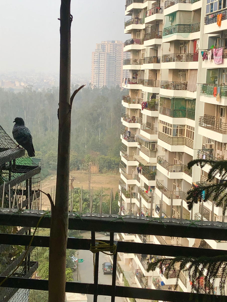 Image of pigeon anti-bird netting and pigeon spikes on balcony in India